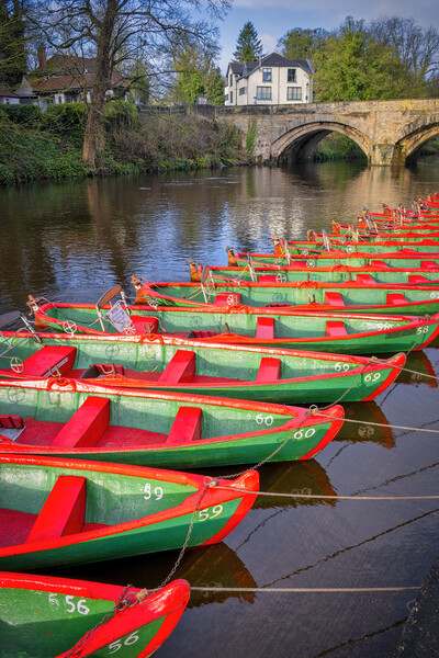 Serene Springtime Rowing on River Nidd Picture Board by Tim Hill