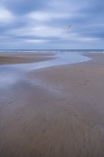 Filey Beach Seagull Picture Board by Tim Hill
