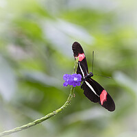 Buy canvas prints of Postman Butterfly on a Purple Flower by Tim Hill