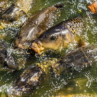 Buy canvas prints of Koi Carp feeding on the Lake Surface by Tim Hill
