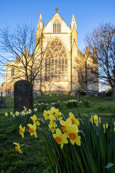Resurrection Blooms: Daffodils at Ripon Cathedral Picture Board by Tim Hill
