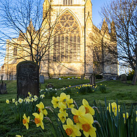 Buy canvas prints of Resurrection Blooms: Daffodils at Ripon Cathedral by Tim Hill