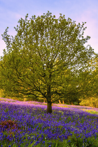 Bluebells: The beauty of Newton Woods Picture Board by Tim Hill