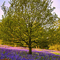 Buy canvas prints of Bluebells: The beauty of Newton Woods by Tim Hill