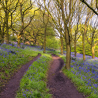 Buy canvas prints of Bluebells in Newton Woods by Tim Hill