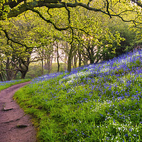 Buy canvas prints of Bluebell Woods North Yorkshire by Tim Hill