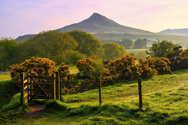 Roseberry Topping: North Yorkshire Gem Picture Board by Tim Hill