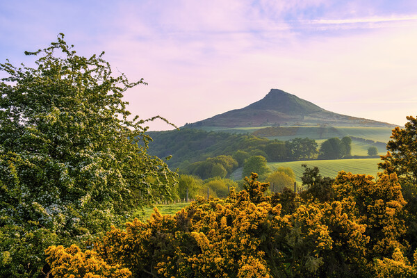 Roseberry Topping: Spring Landscape Picture Board by Tim Hill