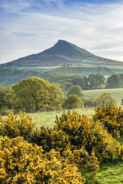 Springtime Splendor: Roseberry Topping Picture Board by Tim Hill