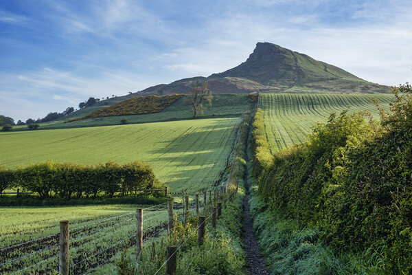 Roseberry Topping: Lush Spring Landscape Picture Board by Tim Hill