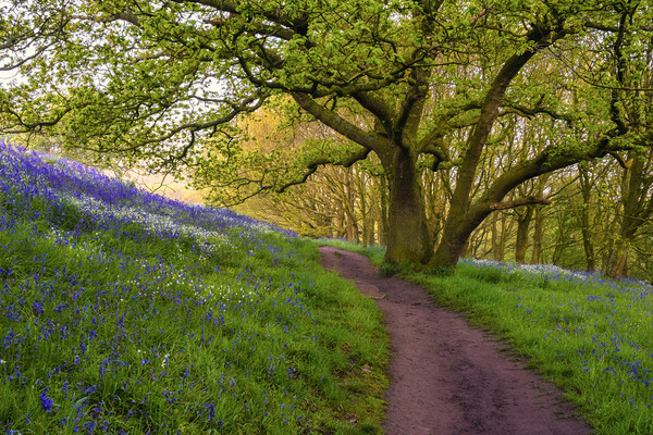 Bluebell Woods North Yorkshire Picture Board by Tim Hill
