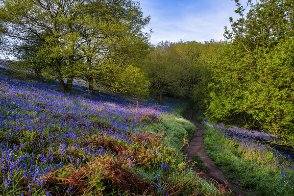 Bluebell Woods North Yorkshire Picture Board by Tim Hill