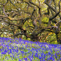 Buy canvas prints of Bluebells and Tangles Oak Trees by Tim Hill