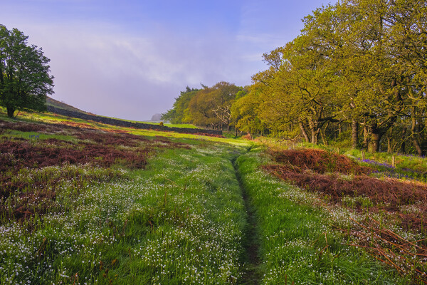 Roseberry Common Flower Meadow Picture Board by Tim Hill