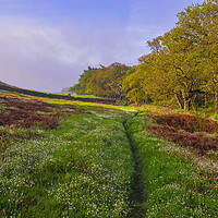 Buy canvas prints of Roseberry Common Flower Meadow by Tim Hill