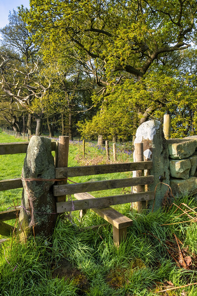 wooden Stile to Newton Woods in North Yorkshire Picture Board by Tim Hill