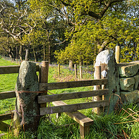 Buy canvas prints of wooden Stile to Newton Woods in North Yorkshire by Tim Hill