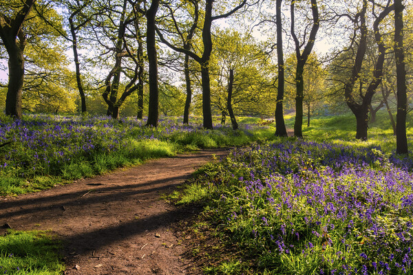 Bluebell Woods: Beautiful Newton Woods Picture Board by Tim Hill