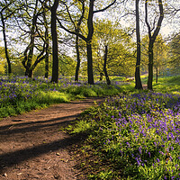 Buy canvas prints of Bluebell Woods: Beautiful Newton Woods by Tim Hill