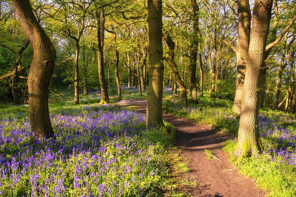 Bluebell woodland in Springtime Picture Board by Tim Hill