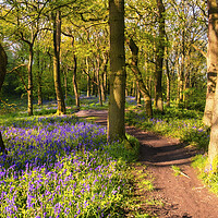 Buy canvas prints of Bluebell woodland in Springtime by Tim Hill