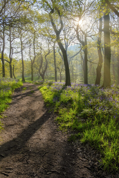 Serene woodland Scene Picture Board by Tim Hill