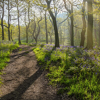 Buy canvas prints of Serene woodland Scene by Tim Hill
