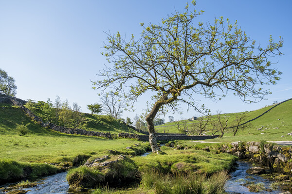 Malham Beck Lone Tree: Yorkshire Dales Picture Board by Tim Hill