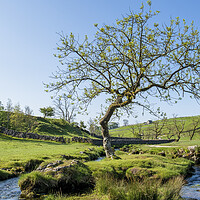 Buy canvas prints of Malham Beck Lone Tree: Yorkshire Dales by Tim Hill