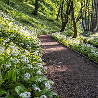 Buy canvas prints of Wild Garlic Flowers: Janet's Foss by Tim Hill
