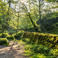 Buy canvas prints of Woodland Sunshine near Janet's Foss by Tim Hill