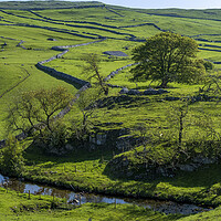 Buy canvas prints of Malham Beck: Rolling Yorkshire Dales Hills by Tim Hill