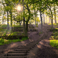 Buy canvas prints of Newton Woods: Sunrise Light at North Yorkshire by Tim Hill