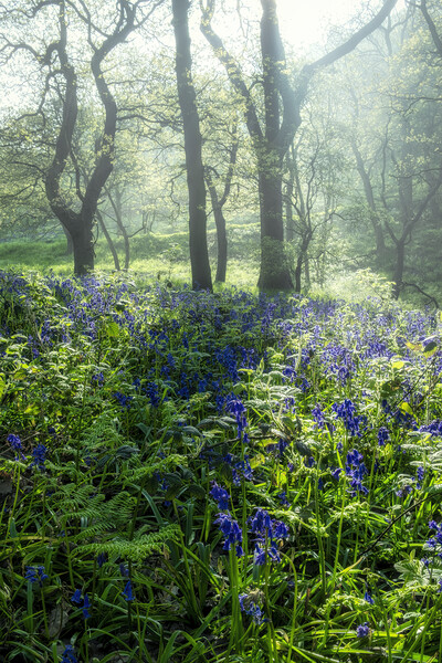 Bluebells: Misty and Moody Newton Woods Picture Board by Tim Hill