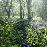 Buy canvas prints of Bluebells: Misty and Moody Newton Woods by Tim Hill
