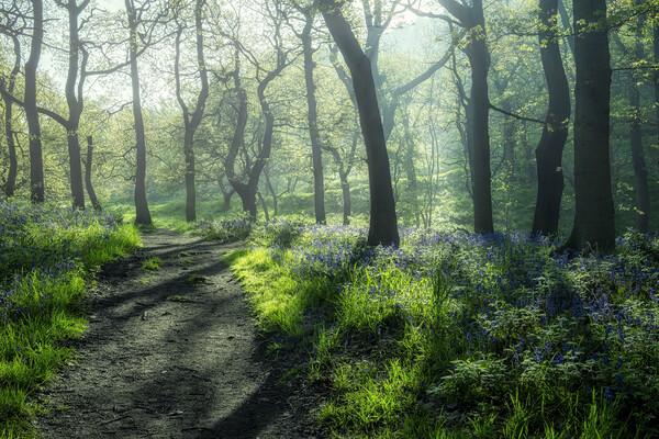 Bluebells: Misty and Moody Newton Woods Picture Board by Tim Hill