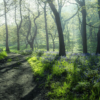 Buy canvas prints of Bluebells: Misty and Moody Newton Woods by Tim Hill