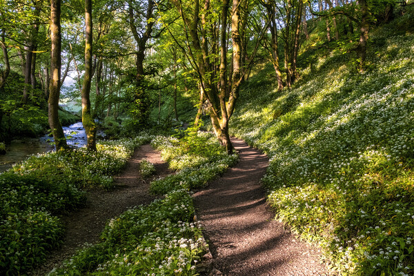 Wild Garlic Flowers: Path to Janet's Foss Picture Board by Tim Hill