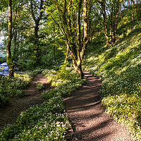 Buy canvas prints of Wild Garlic Flowers: Path to Janet's Foss by Tim Hill