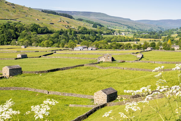 Barns and dry stone walls in Gunnerside, Swaledale Picture Board by Tim Hill