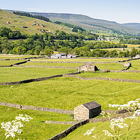 Buy canvas prints of Barns and dry stone walls in Gunnerside, Swaledale by Tim Hill