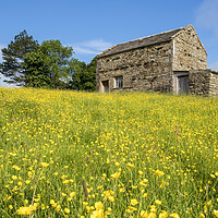 Buy canvas prints of Muker Wildflower Meadows Upper Swaledale by Tim Hill