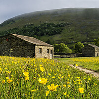 Buy canvas prints of Muker Wildflower Meadows, Upper Swaledale by Tim Hill