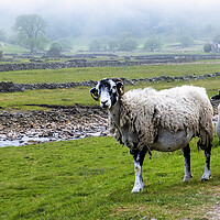 Buy canvas prints of Misty Swaledale: Ewe and lamb near the River Swale by Tim Hill