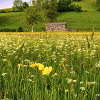 Buy canvas prints of Summer Memories: Muker Wildflower Meadow by Tim Hill