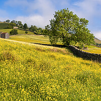 Buy canvas prints of Muker Buttercup Meadows, Upper Swaledale by Tim Hill