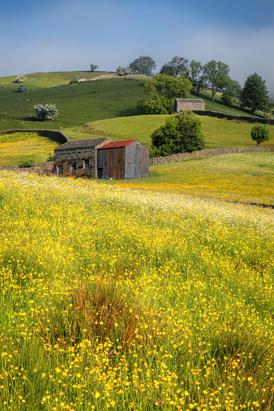 Muker Buttercup and Wildflower Meadows Picture Board by Tim Hill