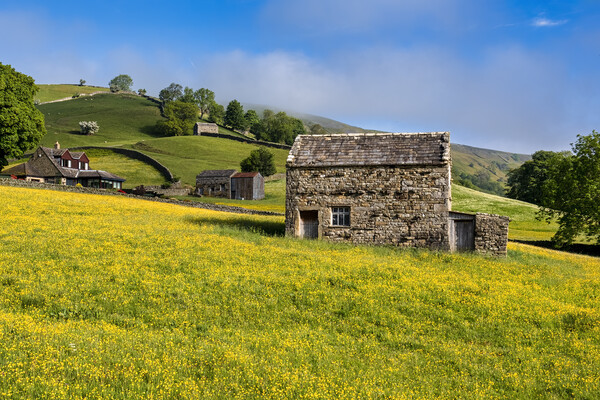Muker Buttercup Meadows, Upper Swaledale Picture Board by Tim Hill