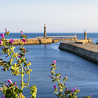 Buy canvas prints of Whitby Piers in Summertime by Tim Hill