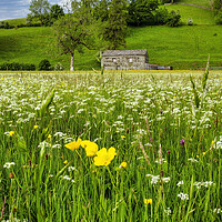 Buy canvas prints of Muker Wildflower Meadow, North Yorkshire by Tim Hill